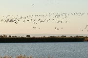 Der Nationalpark Neusiedlersee-Seewinkel/Fertö ist das artenreichste Vogelgebiet in Mitteleuropa.