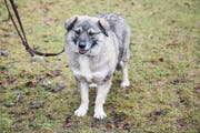 Die Hundesteuer sorgt bei manchem Halter für Ärger. (Bild: Mareycke Frehner)