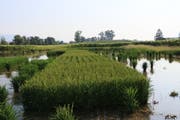 Reis wächst auch in der Nordschweiz. So wie hier beim erfolgreichen Pilotversuch der Agroscope in Schwadernau. (Bild: Agroscope/Kathrin Hartmann)