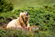 Ein Bär ist in Uri möglicherweise auf der Suche nach einem Quartier für die Winterruhe. Unser Symbolbild stammt aus dem Bärenparks in Arosa. (Symbolbild: Keystone, Christian Merz, 3. August 2018)
