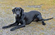 Dusty roch den Braten, sprich: Drogen. (Bild: Luzerner Polizei)