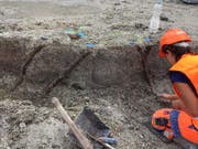 Eine Archäologin legt fast 6000-jährige Pfähle einer Palisade frei. (Bild: ARCHÄOLOGISCHER DIENST DES KANTONS BERN)
