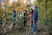 Primarschüler pflanzen unter kundiger Anleitung Sträucher. (Bild: Corinne Glanzmann (Buochs, 6. November 2018))