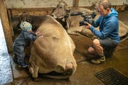 Thomas Rickenmanns erste Dreharbeiten «Im Berg dahuim» haben im vergangenen Sommer stattgefunden, immer nah dran an Mensch und Tier. (Bild: PD)