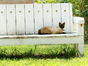 Das Bundesgericht hat sich zwei Mal mit dem Streit um eine Waadtländer Katze befassen müssen. (Bild: KEYSTONE/AP VALLEY MORNING STAR/GABE HERNANDEZ)