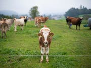 Viele Menschen haben die Anliegen der Fair-Food-Initiative in der Volksabstimmung vom 23. September unterstützt, aus Angst vor steigenden Lebensmittelpreisen die Vorlage aber trotzdem abgelehnt. (Bild: KEYSTONE/GIAN EHRENZELLER)