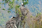 In der Kolonie im Saxerriet haben zwei Storchenpaare ihre Nester im gleichen Baum gebaut. (Bild: PD)