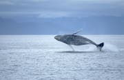 Oceancare setzt sich unter anderem für den Schutz von Walen ein. (Bild: Fotolia)