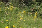 Die Wiese beim Funkeblatz in Berlingen. (Bild: PD)
