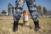 Hundeausbildung in Nepal. Bild: Narendra Shrestha/Keystone (Kathmandu, 6. November 2018)