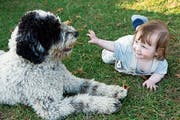 Bei Ekzem-Risiko eines Kindes wurde von Felltieren wie Hunden jahrelang abgeraten. Nun zeigte sich, dass sie eher davor schützen. (Bild: Getty)