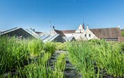 Das Kunstmuseum Thurgau in der Kartause Ittingen. Sicht von Osten an die Mönchshäuschen, die Gärtnerei und Mauer stehen dazwischen. (Bild: Andrea Stalder)