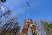 Ein Helikopter fliegt Bäume aus dem Wald. (Archivbild: Christian Perret)