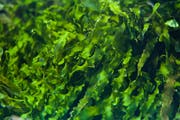 Die Grünalgenart Ulva Compressa wird in der Kosmetik genutzt. (Bild: Getty)