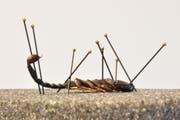 Der Skorpion wird für die Aufnahme in die Sammlung des Naturmuseums Thurgau vorbereitet. (Bild: PD/ Eliane Huber, Naturmuseum Thurgau)