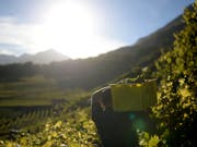 Die Walliser Winzer können aufatmen. Seit zwei Jahren wurde kein an Goldgelber Vergilbung erkrankter Rebstock mehr entdeckt. (Bild: KEYSTONE/MAXIME SCHMID)
