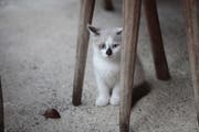 Katzen sollen in Silenen bald einen Unterschlupf finden. (Symbolbild: Florian Arnold)
