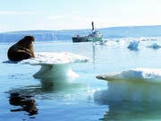 Ein Walross auf schmelzendem Eis in der Arktis - die US-amerikanische Ozean- und Klimabehörde NOAA schlägt angesichts der Erwärmung der Arktis Alarm. (Bild: Keystone/AP/GREENPEACE/BELTRA)