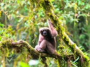 Bislang wurde er zu den Östlichen Weissbrauengibbons (Hoolock leuconedys) gezählt, ist aber eine eigene Art: der Skywalker Hoolock Gibbon (Hoolock tianxing). (Bild: Fan Pengfei)