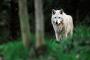 Am Sonntagabend hat ein Wolf in Freienbach ein Schaf gerissen. (Bild: depositphotos/neelsky)