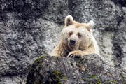 Die syrische Braunbärin Fränzi im Natur- und Tierpark Goldau feiert ihren 35. Geburtstag. Rund ein halbes Jahr später stirbt die älteste Braunbärin des Europäischen Erhaltungszuchtprogrammes. (Bild: Alexandra Wey/Keystone (Goldau, 17. Januar 2018))