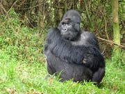 Ein Berggorilla im Mgahinga Gorilla National Park in Uganda. (Bild: PD/Walter Odermatt)
