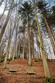 Auch Erholung muss sein: Liegestühle der Ortsbürgergemeinde im Berneggwald. (Bild: Urs Bucher)