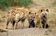 Bei den Tüpfelhyänen haben in der Regel die Frauen die Nase vorn, und es herrscht oft eine Art «Erbmonarchie». (Bild: Alamy)