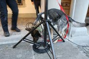 Ein Spürhund der Polizei sucht nach Sprengstoff.