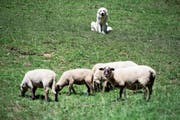 Herdenschutzhunde bewachen ihre Schafe, jagen dabei aber auch so manchem Touristen Angst ein. (Bild: Keystone/Jean-Christophe Bott)