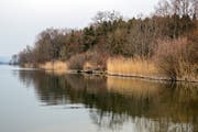 Der Baldeggersee hat wie der Sempachersee wegen des hohen Phosphorgehalts zu wenig Sauerstoff. (Bild: Philipp Schmidli, 20. März 2018)