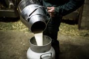 Im Thurgau ist um die Abgaben pro Kilo Milch längst ein Streit entbrannt. (Bild: Luca Linder)