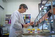 Hier wird die Fleischprobe auf ihren Fettgehalt geprüft. (Bild: Dominik Wunderli, 19. Dezember 2018)
