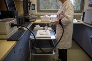 Eine Labor-Mitarbeiterin ermittelt die Fettqualität einer Schweineschwarte. Die Daten werden automatisch im PC gespeichert. (Bild: Dominik Wunderli, 19. Dezember 2018)