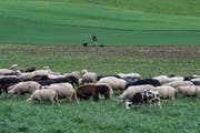 Die Schafe legen während der Winterfütterung am meisten Gewicht zu. (Bild: Bilder: Benjamin Manser)