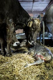 «Wir erleben hier Weihnachten wie damals im Stall in Betlehem, nur ist hier nicht ein Kind, sondern ein Stierlein auf die Welt gekommen.» (Bild: Luca Linder)