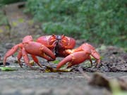 Jedes Jahr machen sich die Weihnachtsinsel-Krabben auf den Weg Richtung Strand. (Bild: John Tann, Wikimedia Commons, CC BY 2.0)