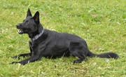 Polizeihund «Dodge» (Bild: Luzerner Polizei)