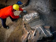 In der Nähe der antiken Stadt Pompeji haben Archäologen die Überreste eines Pferdes ausgegraben. Es ist bereits das dritte Pferd, das auf einem damaligen Landgut entdeckt wurde. (Bild: KEYSTONE/AP ANSA/CESARE ABBATE)