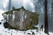 Der Dreifingerstein im Wald am Höhronen. (Bild: Stefan Kaiser (Oberägeri, 22. April 2013))