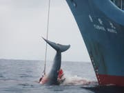 Die Crew eines japanischen Walfangschiffes zieht ein mit einer Harpune gejagtes Tier an Bord. (Bild: KEYSTONE/EPA/JEREMY SUTTON-HIBBERT/HANDOUT)