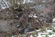 Rechts oben der Biberteich, der sich durch das angelegte Material gebildet hat. (Bild: Beat Lanzendorfer)