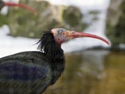 Gehört zu den Gewinnern: Bis Ende 2019 sollen wieder 120 Waldrappe zwischen nördlichem Alpenvorland und Toskana ziehen. (Bild: Keystone/SIGI TISCHLER)