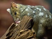 Gewinner: Der Tüpfelbeutelmarder - in einem australischen Nationalpark soll wieder eine Population aufgebaut werden. (Bild: Keystone/DPA/BORIS ROESSLER)