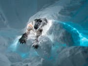 Ein Suchhund hat in La Plagne in den französischen Alpen rund eine Stunde nach einer Lawine einen verschütteten Knaben lebend gefunden. (Bild: KEYSTONE/LIONEL MICHAUD)