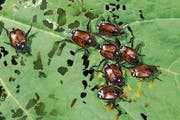 Der Japankäfer ist ein schillerndes Insekt, aber leider sehr gefrässig. (Bild: Ivan Kuzmin/Keystone)
