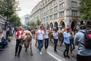 Mit Kühen mitten durch die Zürcher Innenstadt: Das Modelabel Stockberg will Tradition und Moderne zusammenbringen. (Bild: Christian Regg)