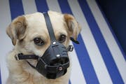 Bis eine andere Massnahme verfügt ist, muss der Hund einen Maulkorb tragen. (Symbolbild: Alamy)