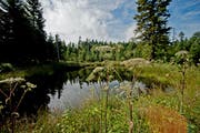 Gebiete wie das Sonderreservat Staldigwald in Werthenstein sollen künftig noch stärker gefördert werden, um dem Verlust der Biodiversität entgegen zu wirken. (Bild: Pius Amrein, 8. August 2014)