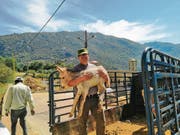 Der Diakon und Seelsorger der Seelsorgeeinheit Neutoggenburg, Andreas Barth, im Libanon. In seinen Armen das für die tiergestützte Therapie erworbene Eselsfohlen. (Bild: PD)